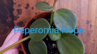 Peperomia Hope [upl. by Elson]