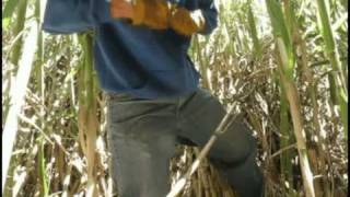 Harvesting California Bagpipe Cane Arundo Donax [upl. by Aivatnwahs]