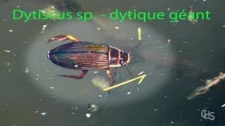 Dytiscus sp  dytique géant [upl. by Nylsaj161]