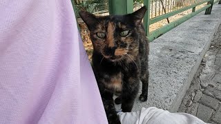 Cute tortie cat is constantly marking me by rubbing against my legs [upl. by Neiman52]