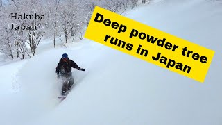 Japans best tree runs Tsugaike DBD Tsugapow tree zone is high on the list [upl. by Morgenthaler]