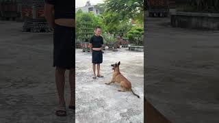 Malinois huấn luyện malinoisdog germanshepherddoglover dog pets funny becgie dogtraining [upl. by Lladnik]