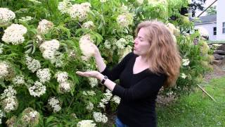 How to pick elderflowers [upl. by Ahsac]