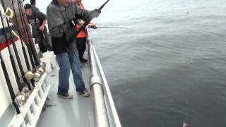 Silver Salmon Coho and Halibut Fishing in Seward Alaska  Saltwater Safari Company Charter [upl. by Cosme]