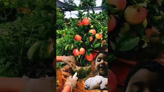 Apple fruit garden shortvideo shotrs fruit 🍎🍎🍎 [upl. by Gurias]