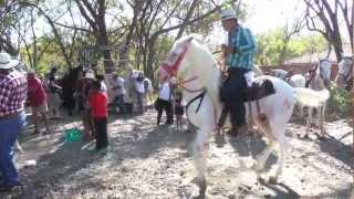 Dancing with Horses  A Tope Festival in Costa Rica [upl. by Ofloda]