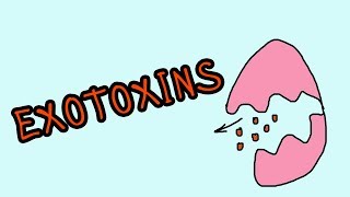 Exotoxine  Wellknown exotoxins botulinum toxin Corynebacterium diphtheriae [upl. by Yolanthe]