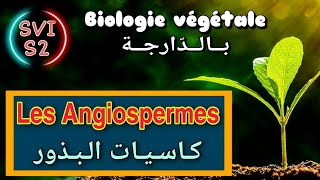 Les Angiospermes  biologie végétale بالدارجة Svi s2 [upl. by Reiche]