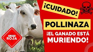 🚨¡ALERTA🚨 LA POLLINAZA ESTÁ MATANDO A TU GANADO [upl. by Zippora935]