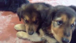 german shepherd golden retriever mix puppies 7 weeks old [upl. by Nomor736]