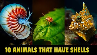 TOP 10 ANIMALS THAT HAVE SHELLS [upl. by Barde]