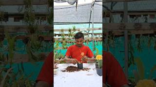 Hoya dischidia propagation from cuttings plants shorts youtubeshorts trending short video diy [upl. by Qidas979]