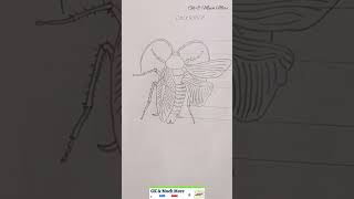 drawing 11th std Zoology practical record pictures  part 1 practical education [upl. by Winikka]