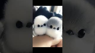 chotisi pyarisi nanhisi  Cute little baby bird shorts viralvideo video [upl. by Bell415]