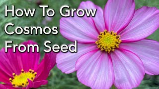 How to Grow Cosmos Flowers From Seed  How to Prune For More Flowers and General Care [upl. by Fita]