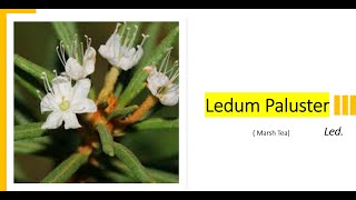 Ledum Paluster  Sign amp Symptoms  Materia Medica  Homeopathic Medicine [upl. by Lehman]