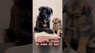 අම්මටසිරි🙉සුදු සීදේවී 🐕 doggies Studying📖 how can I live with them 🤪🙉subscribe🙈shorts yasisanuraz [upl. by Skutchan]