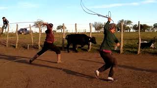 Pialadas de Terneros 🤠🐂 CamperoTv Lazo Canal Campo Rural TvAgro Monta de Terneros CamperoTv [upl. by Yllus719]