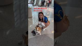 外国人観光客は日本の犬が大好き  JAPAN TRAVEL dog japan [upl. by Nnylarej964]