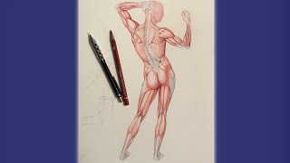 Dynamic Human anatomy  scapula teres major serratus and the rib cage drawing art sketch [upl. by Hameean]