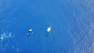 Humpbacks at Makapuu [upl. by Pepito50]