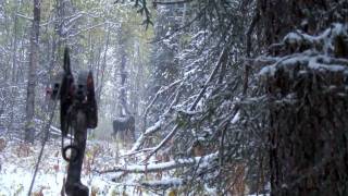 TIP  3Why you should use a Mathews Bow [upl. by Roi]