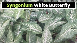 Syngonium White Butterfly [upl. by Eem827]