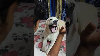 Dekho coco boka khache labradorlovers doglover youtubeshorts [upl. by Akiram594]