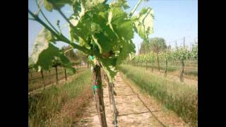 Grape Plant Growing Time Lapse [upl. by Janela926]