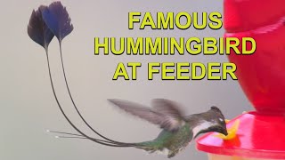 The MOST BEAUTIFUL HUMMINGBIRD Is Coming to Feeders [upl. by Milman210]