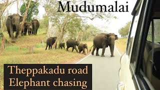 Theppakadu road masinagudi Forest  masinagudi to mudumalai road elephant chasing masinagudi ooty [upl. by Nylyoj89]