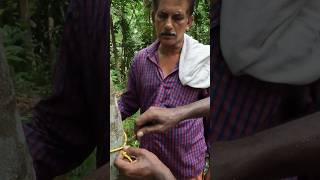 18quot വണ്ണം  Rubber tree agri [upl. by Llenol]