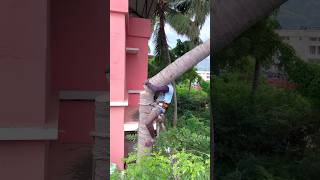 Tree cutter Arul kaniyakumari top tree cutter [upl. by Eniahpets]