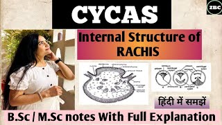 CYCAS  Internal Structure of Rachis  TS of Rachis of Cycas  For Bsc  MSc [upl. by Aerahs97]