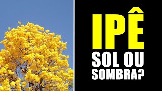 IPÊ GOSTA DE SOL OU SOMBRA [upl. by Adalheid]