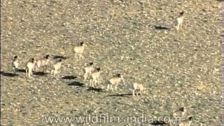 Tibetan argali Ovis ammon hodgsonii sheep grazing in Ladakh [upl. by Lanna651]