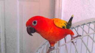 Red Factor Sun Conures [upl. by Diann]