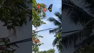 Balancing while collecting nectar Troides Helena butterfly [upl. by Ydnerb]