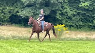 Trotting and cantering with my Morgan horse [upl. by Kimmi]