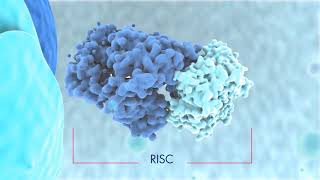 Biogenesis of miRNAs and mode of action [upl. by Leuas]