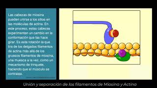 Neurodeporte  Contracción Muscular filamentos de Actina y Miosina [upl. by Deloris607]