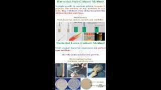 Different between Bacterial Stab and Lawn Culture Methods geneticteacher [upl. by Ccasi]