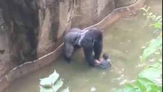 OPINION Should Criminal Charges be Filed Against Parents After Harambe the Gorilla Was Killed [upl. by Roch809]