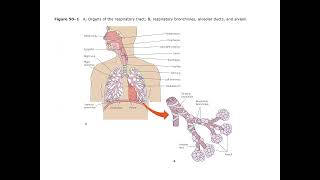 Fundamentals of Nursing  Lecture 20 Oxygenation  Part 1 [upl. by Allard186]