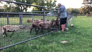 Barbados Blackbelly Sheep rejoining [upl. by Anurag]