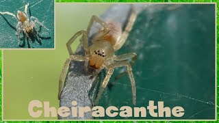 Cheiracanthium mildei  Koch 1864  Eutichuridae  Spider  042017 [upl. by Mansoor923]