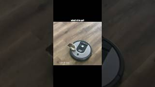 🦔 Hedgehog on a Roomba 🎥 website submission from Hallie Munro shorts [upl. by Florrie]