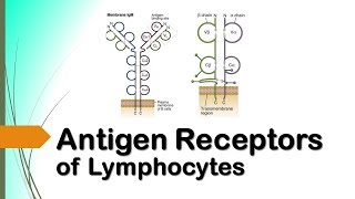 PENGENALAN ANTIGEN DALAM SISTIM IMUN ADAPTIF Part 2 Reseptor Antigen pada Limfosit [upl. by Natsyrt658]