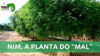 O Desequilíbrio Causado pela Planta Nim Neem [upl. by Ametaf]