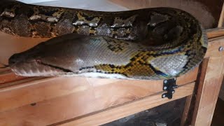 Interacting With A Pet Reticulated Python [upl. by Sairahcaz]